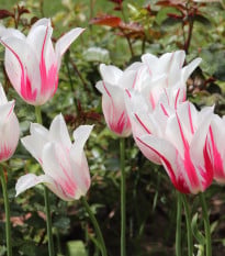Tulipán Marilyn - Tulipa - cibuľoviny - 3 ks