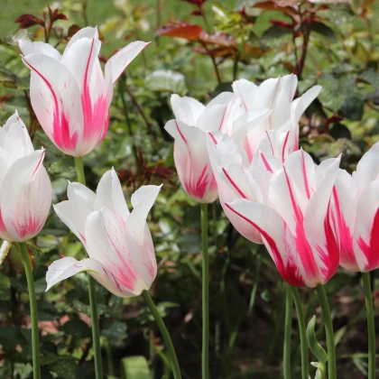 Tulipán Marilyn - Tulipa - cibuľoviny - 3 ks
