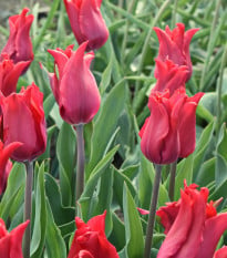 Tulipán Pretty Woman - Tulipa - cibuľoviny - 3 ks