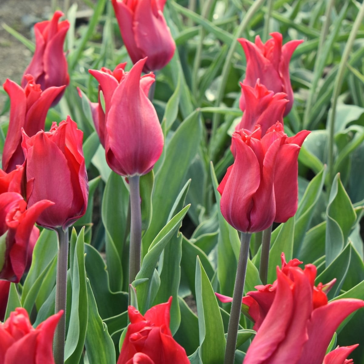 Tulipán Pretty Woman - Tulipa - cibuľoviny - 3 ks