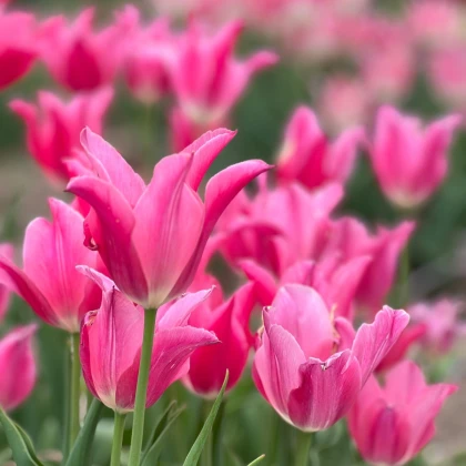 Tulipán Mariette - Tulipa - cibuľoviny - 3 ks