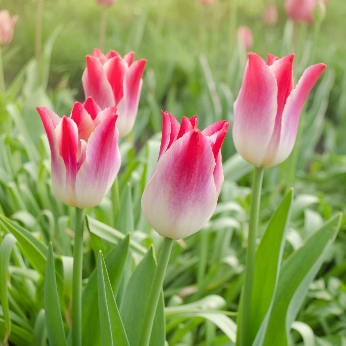 Tulipán Whispering Dream - Tulipa - cibuľoviny - 3 ks