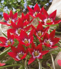 Tulipán Tiny Timo - Tulipa - cibuľoviny - 3 ks