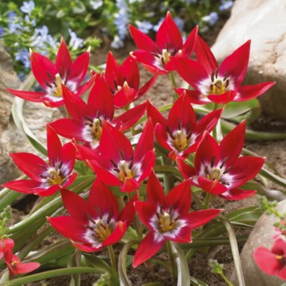 Tulipán Tiny Timo - Tulipa - cibuľoviny - 3 ks