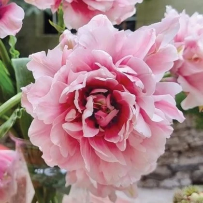 Tulipán Magic Sensation - Tulipa - cibuľoviny - 3 ks