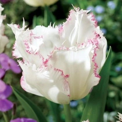 Tulipán Lady Smile - Tulipa - cibuloviny - 3 ks