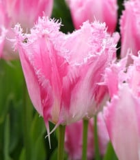 Tulipán Huis Ten Bosch - Tulipa - cibuľoviny - 3 ks