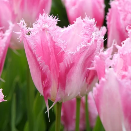 Tulipán Huis Ten Bosch - Tulipa - cibuľoviny - 3 ks