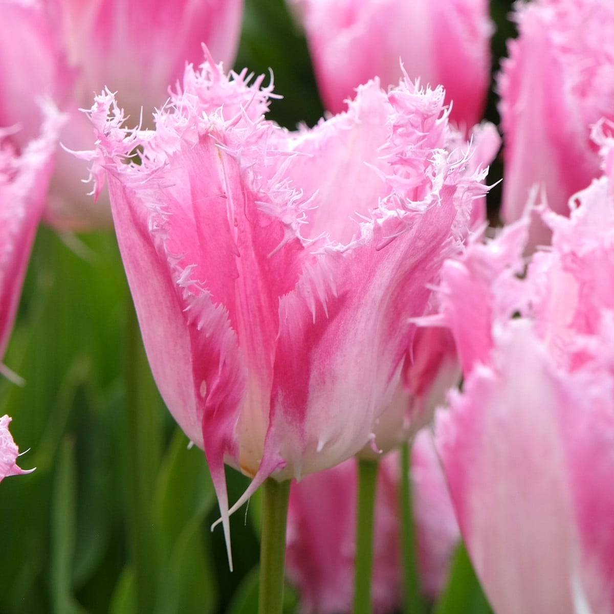 Tulipán Huis Ten Bosch - Tulipa - cibuľoviny - 3 ks