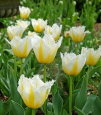 Tulipán Lemon Beauty - Tulipa - cibuľoviny - 3 ks