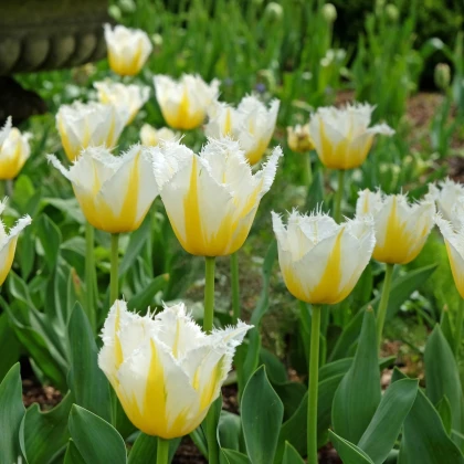 Tulipán Lemon Beauty - Tulipa - cibuľoviny - 3 ks