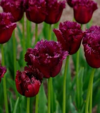 Tulipán Gorilla - Tulipa - cibuľoviny - 3 ks