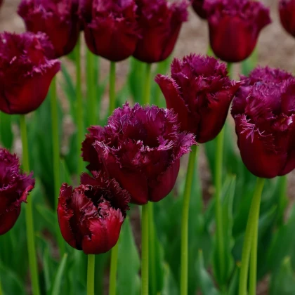 Tulipán Gorilla - Tulipa - cibuľoviny - 3 ks