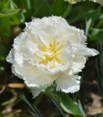 Tulipán Snow Crystal - Tulipa - cibuľoviny - 3 ks