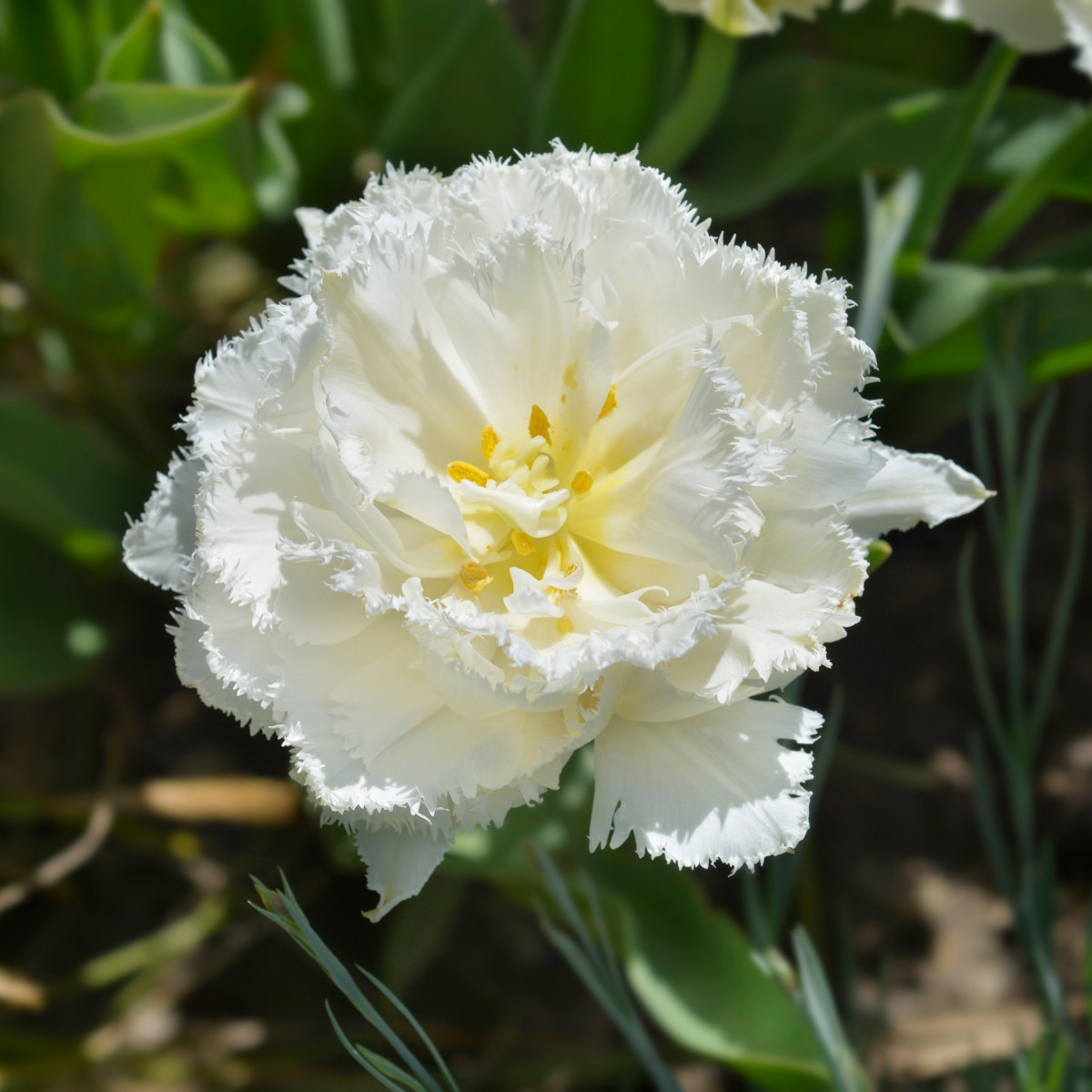 Tulipán Snow Crystal - Tulipa - cibuľoviny - 3 ks