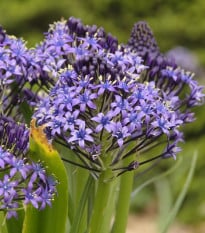 Scila mnohokvetá modrá - Scilla peruviana - cibuľa scily - 1 ks