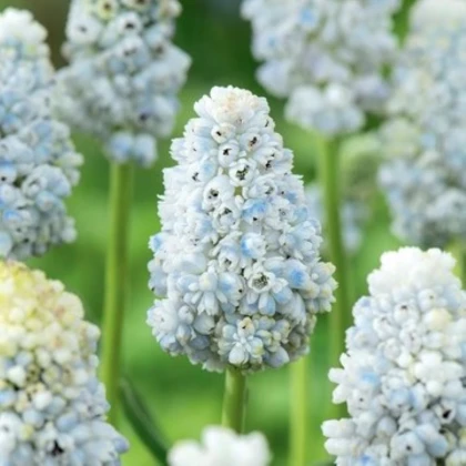 Modrica Natures Beauty - Muscari - cibuľa modrice - 5 ks