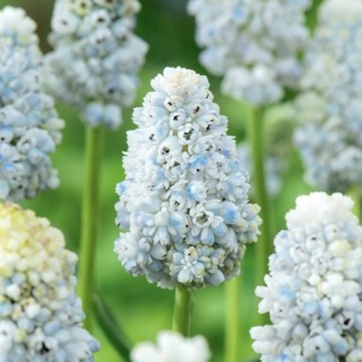Modrica Natures Beauty - Muscari - cibuľa modrice - 5 ks