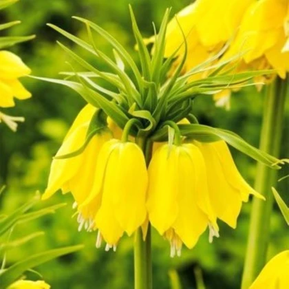 Korunkovka Early Passion - Fritillaria imperialis - cibuľa korunkovky - 1 ks