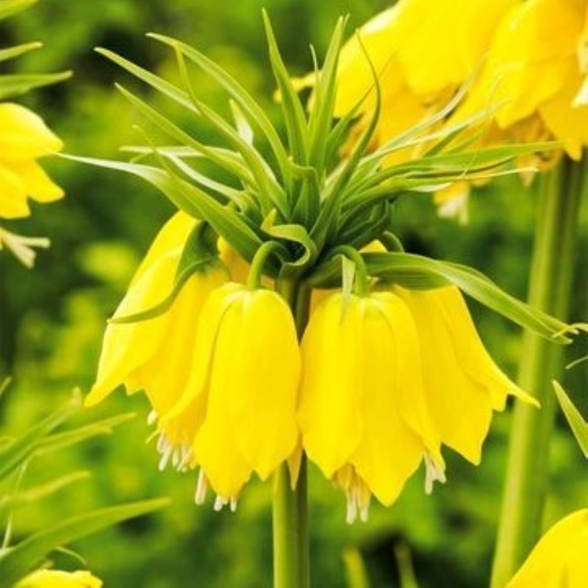 Korunkovka Early Passion - Fritillaria imperialis - cibuľa korunkovky - 1 ks