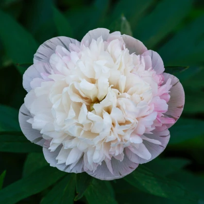 Pivónia lekárska Albumy Plienka - Paeonia officinalis - hľuzy pivónie - 1 ks