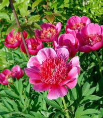 Pivónia lekárska Anemoniflora - Paeonia officinalis - hľuzy pivónie - 1 ks