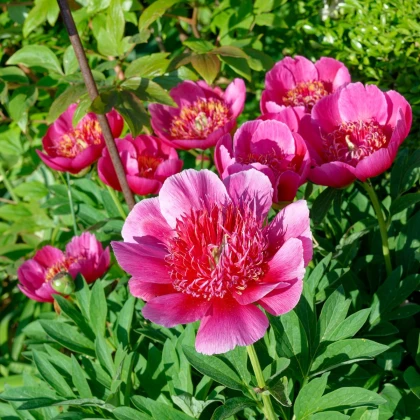 Pivónia lekárska Anemoniflora - Paeonia officinalis - hľuzy pivónie - 1 ks