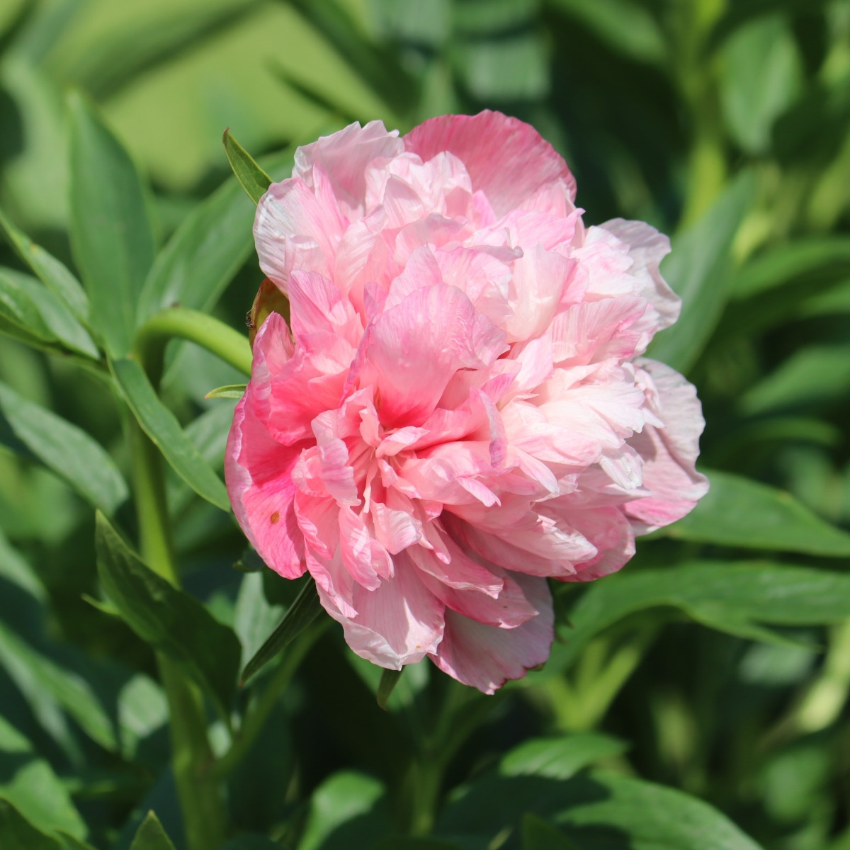 Pivonka lekárska Rosea Plienka - Paeonia officinalis - hľuzy pivonky - 1 ks