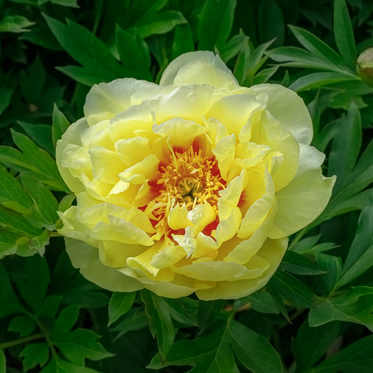 Pivonka Bartzella - Paeonia - hľuzy pivonky - 1 ks