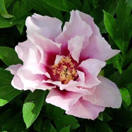 Pivonka Cora Louise - Paeonia - hľuzy pivonky - 1 ks