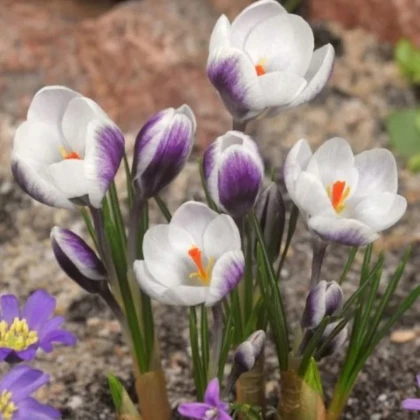 Krókus Lady Killer - Crocus chrysanthus - cibule krókusu - 3 ks