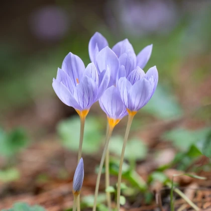 Krókus Pulchellus - Crocus - cibule krókusu - 3 ks