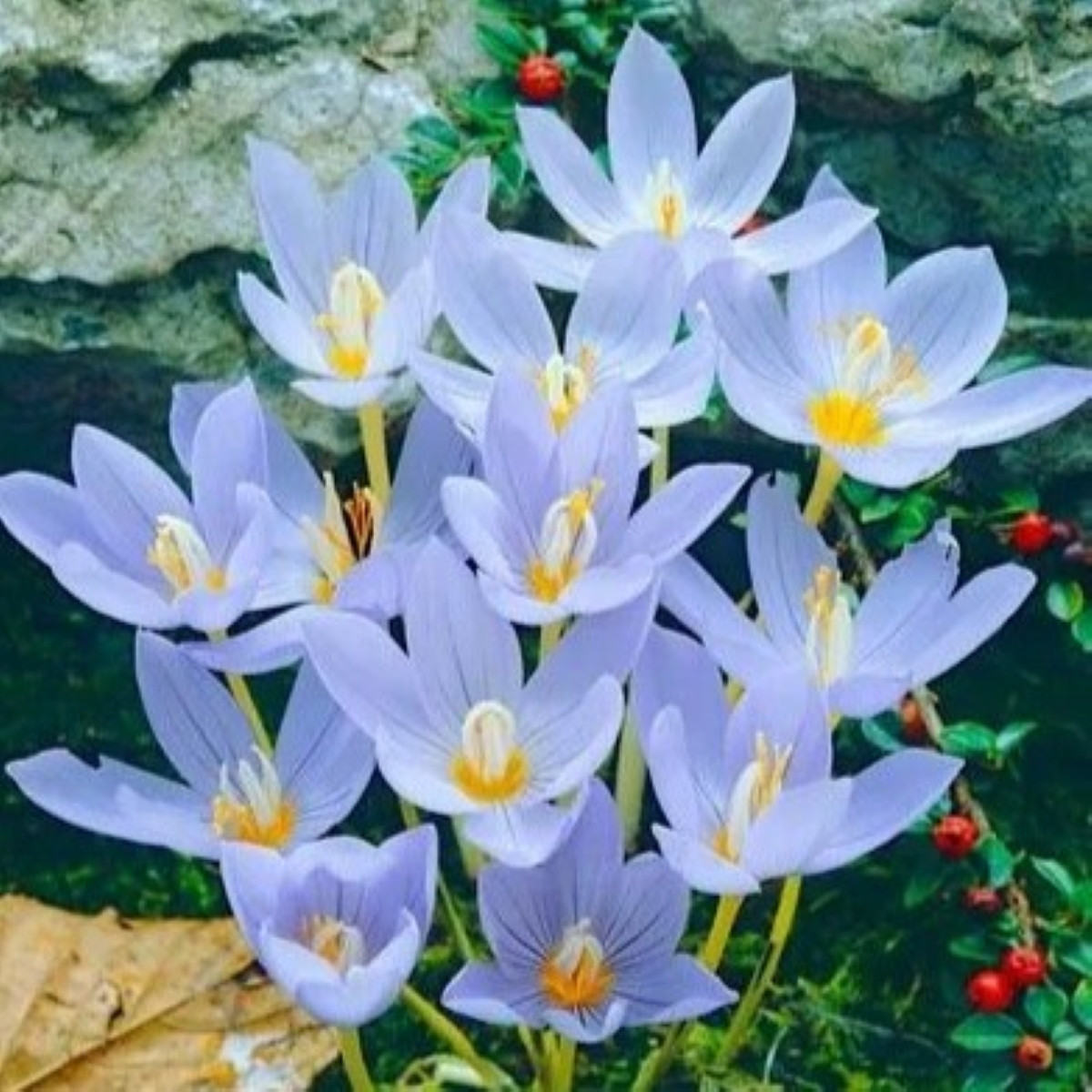 Krókus Pulchellus - Crocus - cibule krókusu - 3 ks