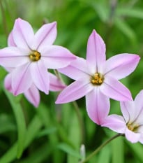 Jarná hviezdička Charlotte Bishop - Ipheion uniflorum - cibuľky ifejonu - 5 ks