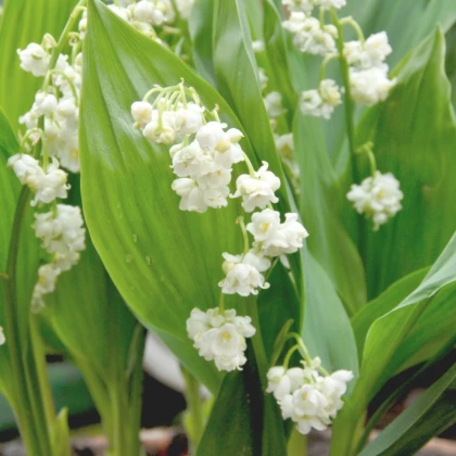 Konvalinka vonná viackvetá Prolificans - Convallaria majalis - voľnokorenné sadenice konvalinky - 1 ks