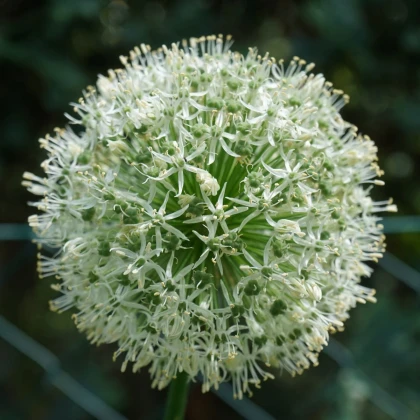 Cesnak Ping Pong - Allium - cibuľa okrasného cesnaku - 5 ks
