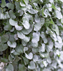 Strieborný dážď Silver Falls - Dichondra emerald - semená strieborného dažďa - 6 ks