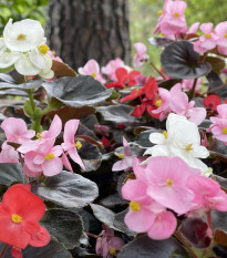 Begónia Nightlife Mix F1 - Begonia semperflorens - semená begónie - 12 ks