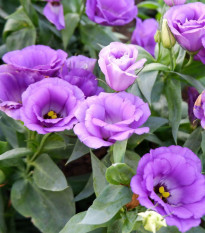 Eustoma Lilac F1 - Eustoma grandiflorum - semena eustomy - 12 ks