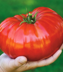 Paradajka Gigantomo - Solanum lycopersicum - semená - 5 ks