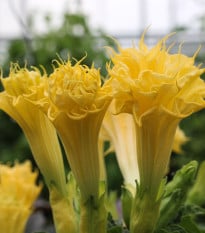 Durman metelový Double Yellow - Datura metel - semená durmanu - 5 ks