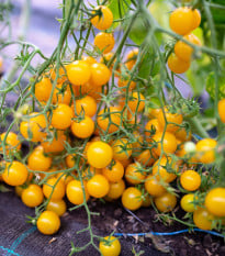Paradajka Perlino žltá F1 - Solanum lycopersicum - semená paradajky - 6 ks