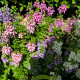 Angelónia zmes farieb - Angelonia angustifolia - semená angelónie - 6 ks
