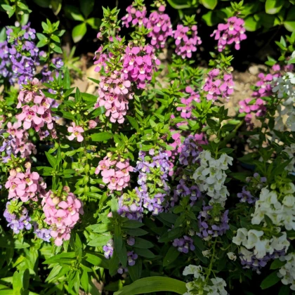 Angelónia zmes farieb - Angelonia angustifolia - semená angelónie - 6 ks