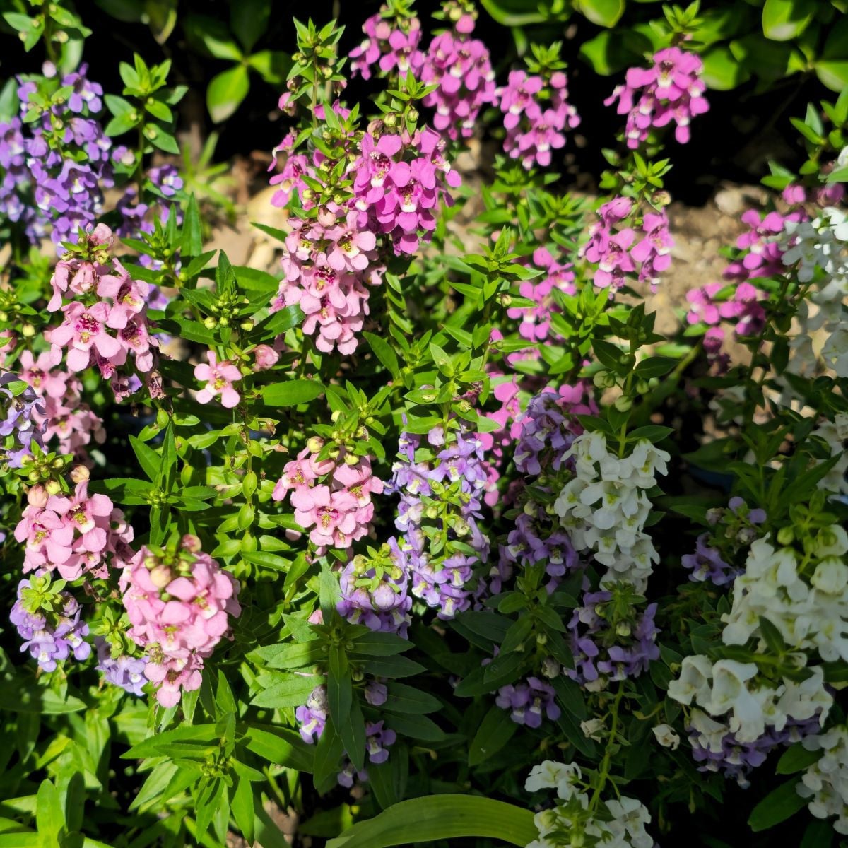 Angelónia zmes farieb - Angelonia angustifolia - semená angelónie - 6 ks