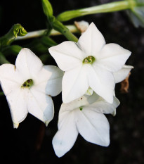 Tabak Saratoga biely F1 - Nicotiana x alata - semená tabaku - 30 ks