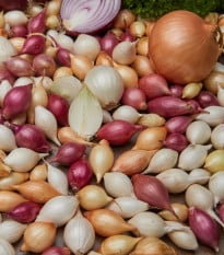 Cibuľa sadzačka ozimná - 3 farby - Allium cepa - cibuľky - 50 ks