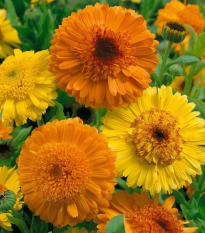 Nechtík Cablouna Mix - Calendula officinalis - semená nechtíka - 50 ks