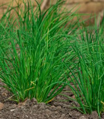 BIO Pažítka cesnaková - Allium tuberosum - bio semená pažítky - 100ks