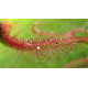 Rosička červená Giftberg - Drosera capensis - semená rosičky - 15 ks